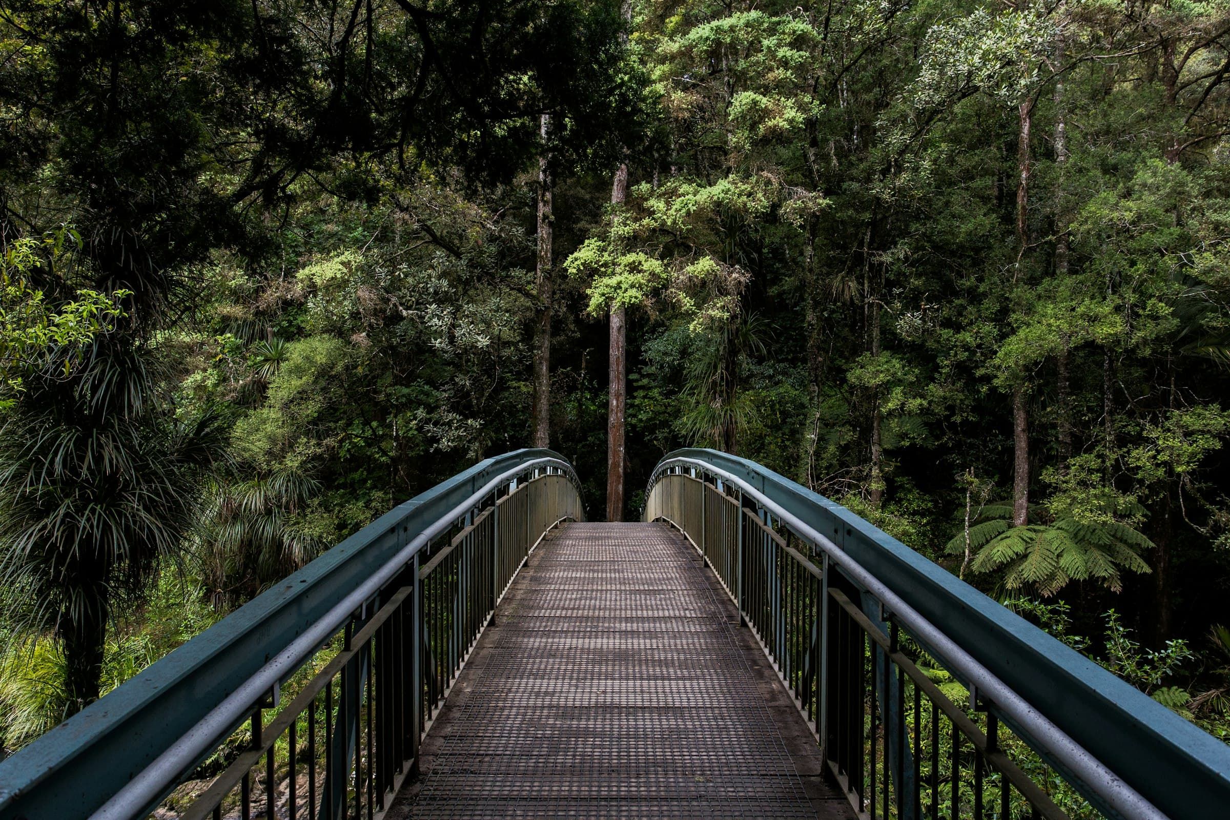 A footbridge leading into a quiet green forest