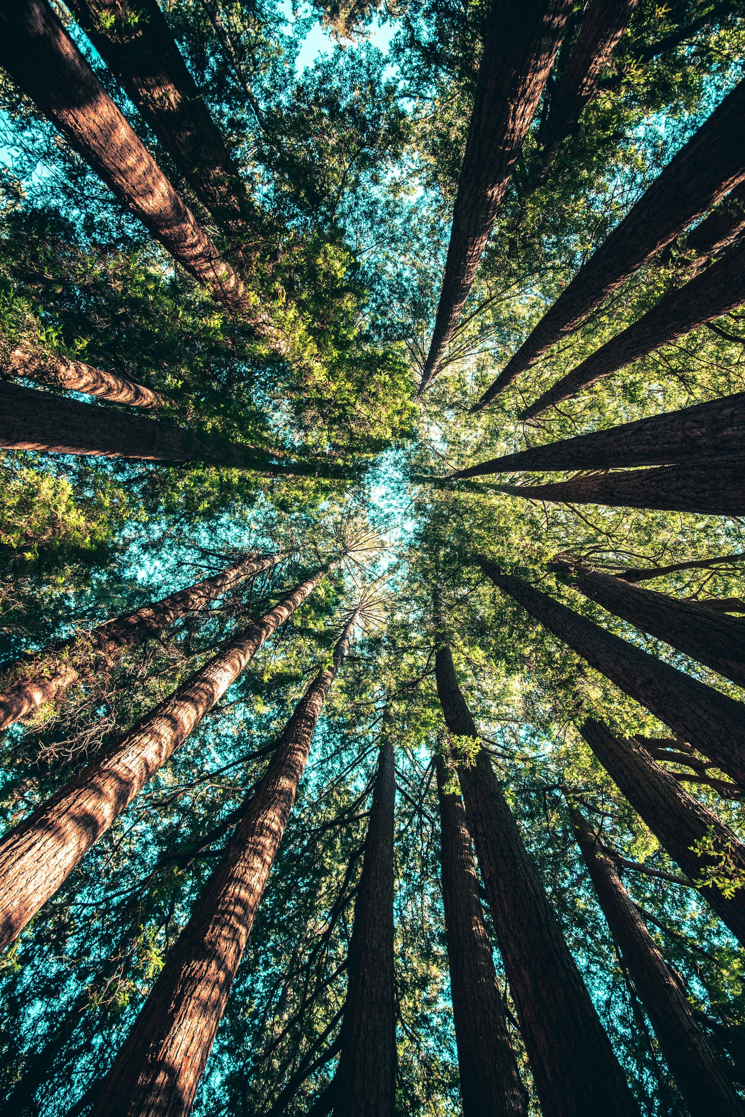 Looking up through a canopy of tall trees toward the sky